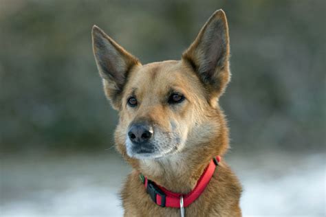 Dog German Shepherd X Free Stock Photo Public Domain Pictures