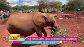 Visitamos la fundación Sheldrick en Nairobi, uno de los refugios de ...