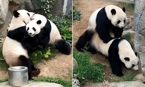 2 Daily Mail Online Mailonline Twitter Zoo Panda Animals Mating