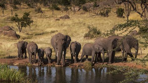 Four Seasons Safari Lodge Serengeti Tanzanie 🐘 Unique Travel