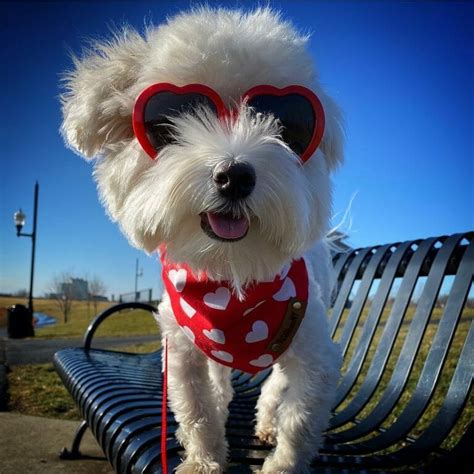 14 Magnificent Reasons To Adore Havanese Dogs Page 2 Of 4 Petpress