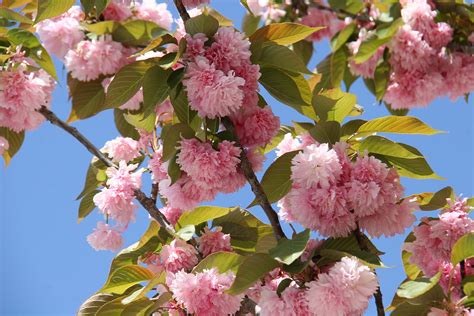 Fotos Gratis árbol Naturaleza Rama Pétalo Florecer Primavera