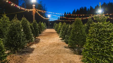 10 Houston area Christmas tree farms near you - ABC13 Houston