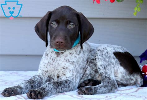 Blue Heeler German Shorthair Mix