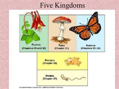 Diversity In Living Organisms Five Kingdom Classification Plantlet Riset