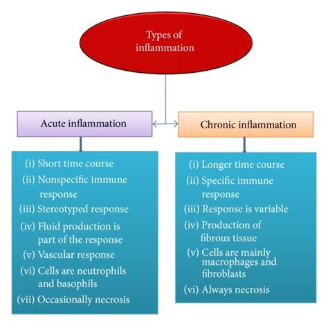 Classification Of Inflammation Categorized By Duration And Immune