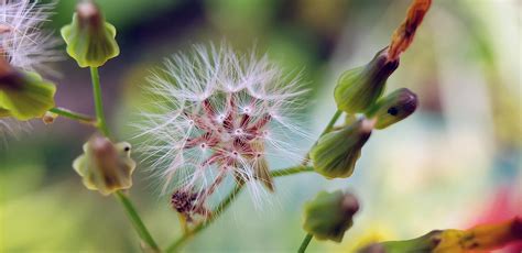 A Dandelion Flower By Our 28x Hd Macro Lens For Samsung Galaxy S9 S9