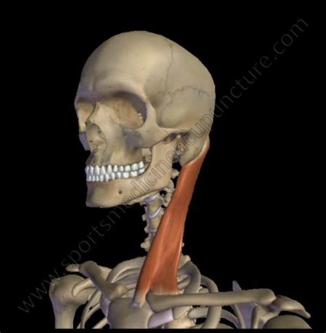The Sternocleidomastoid Muscle And Its Channel Relationships