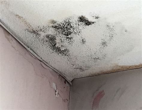 Why A Mold Inspection Can Save You Precious Time And Money
