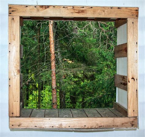 View Out The Window At The Wild Forest Stock Image Image Of Trunk