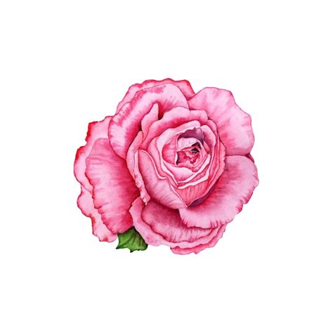 Premium Vector Watercolor Rose Flower Isolated Illustration