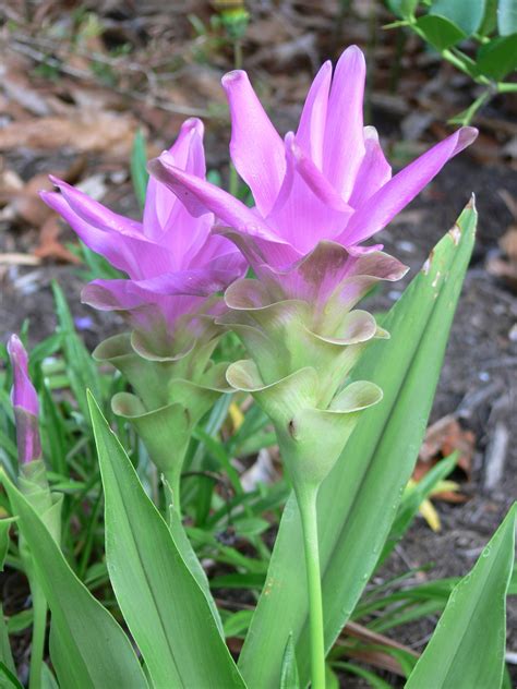 Siam Tulip Curcuma Amber Leaf Landscaping Sunshine Coast