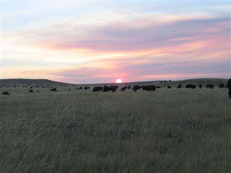 Bison Herd Sunset 1