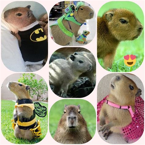 Its Capybaras Time To Shine Beware Of Their Cuteness Ifttt