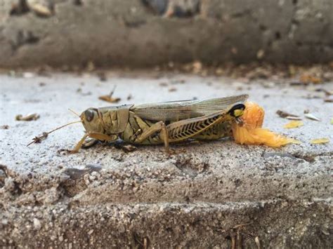 640 Grasshopper Eggs Stock Photos Pictures And Royalty Free Images Istock