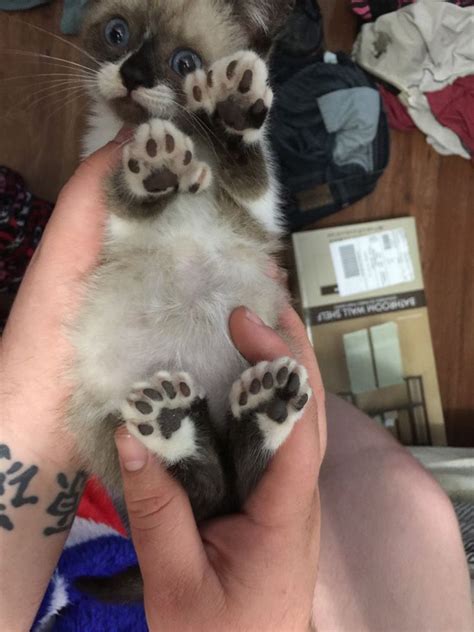 15 Adorable Pictures Of Kitty Toe Beans Polydactyl Cat Cute Animals
