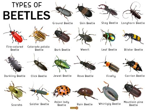tottenham [get 24 ] beetle antennae types