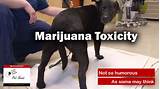 Pictures of Marijuana Toxicity In Dogs