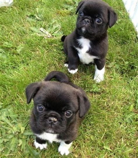 Japanese Chin And Pug On Pinterest