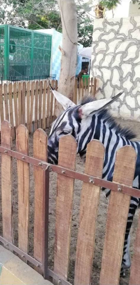Egyptian Zoo Paints Donkey Black And White Tries To Pass It Off As