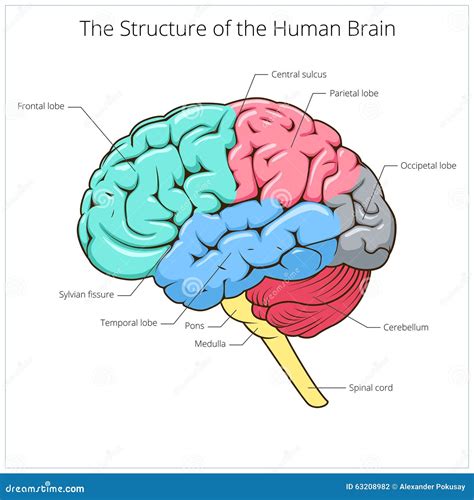 Cervello Umano Struttura Di Anatomia Illustrazione Di Anatomia D Del