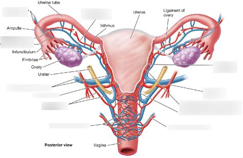 Vasculature Of The Female Pelvis Google Search Arteries Arteries My Xxx Hot Girl