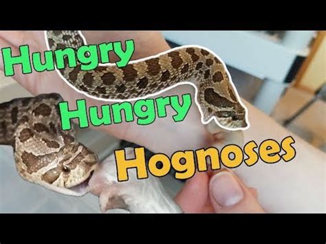 Their color and pattern is highly variable from subspecies to subspecies, although most specimens appear much like the infamous rattlesnake to the untrained eye. Feed My Pet Friday: Hognose Snakes II - YouTube