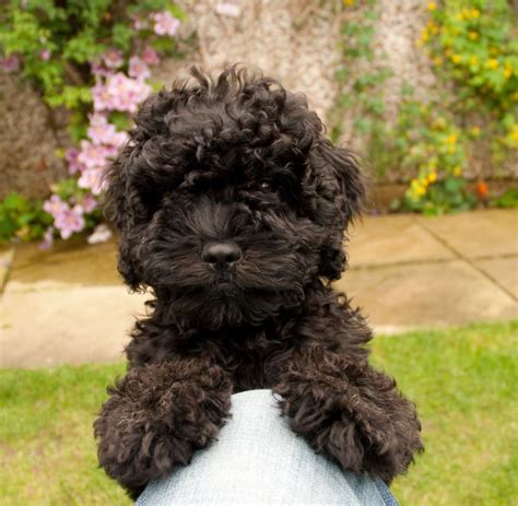 Cavapoo History Temperament Care Training Feeding And Pictures