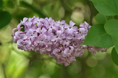 3 Reasons For Lilac Leaves Curling How To Fix Plants Of Merit