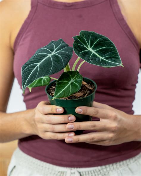 Синоним i will back to back is a verb meaning to support or to reinforce, strengthen, something. Buy Alocasia reginula 'Black Velvet' | Free Shipping over $100