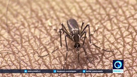 First Positive Zika Case Found In Indonesia Youtube