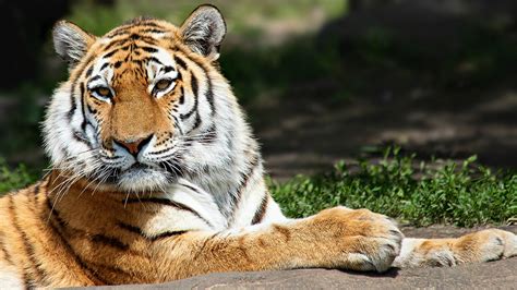 Фотография тигр лап смотрит животное 1920x1080