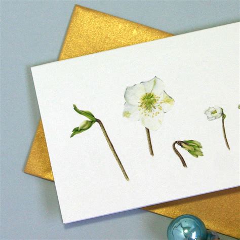 'christmas rose' christmas cards by the botanical concept ...