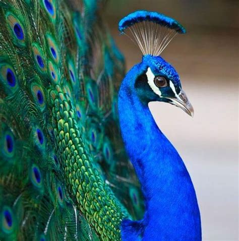 Grand Displaying Indian Peacock 🦚 Rpeacocks