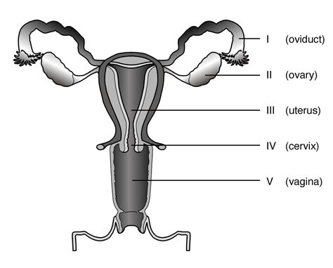 The male reproductive system is mostly located outside of the body. Diagrams of Female Reproductive System