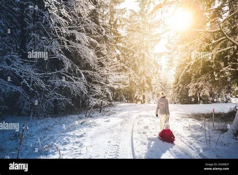 Mother Pulling Baby On A Sled Through Winter Forest Stock Photo Alamy