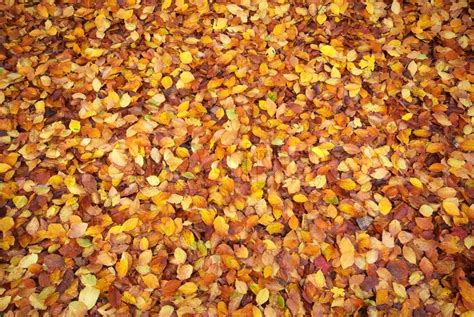 Autumn Leaf Texture Stock Image Colourbox