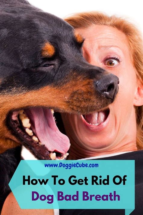 How To Get Rid Of Dog Bad Breath Doggie Cube Dog Breath Bad Dog