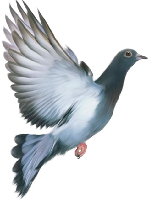 Columbidae Domestic Pigeon Bird Clip Art Pigeon Png Download 1053