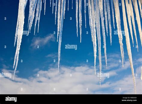 Long Icicles Are Hanging On A Cold Winter Day With Blue Sky In The
