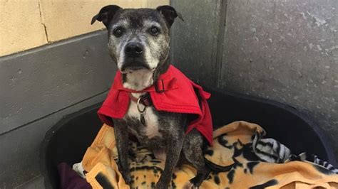 Desperately Seeking A New Home 15 Year Old Dog Has Spent More Than 900