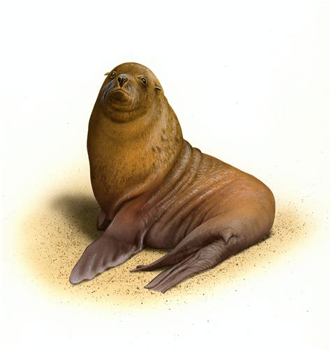 Henry olusegun adeola samuel), более известный под псевдонимом сил (англ. The 6 seals and sea lions that (sometimes) call Australia home - Australian Geographic