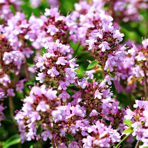 Creeping Thyme Seeds Bulk Creeping Thyme Ground Cover