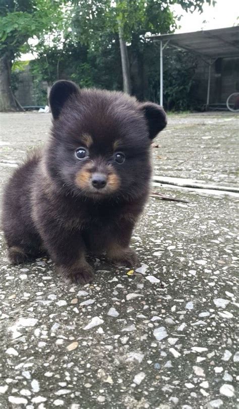 Kuma A Pomeranian Puppy That Looks Like A Little Bear Baby Animals