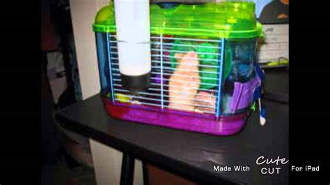 Too Small Hamster Cages Youtube