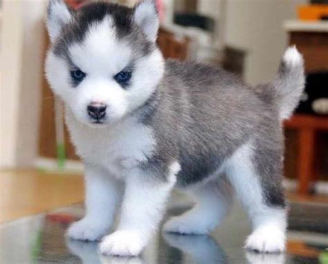 Cutest Husky Puppy In The World Petsidi