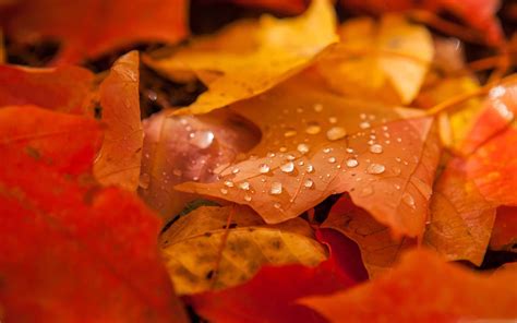 Fallen Leaves Mac Wallpaper Download Allmacwallpaper