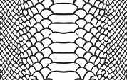 Seamless Green Snake Skin Pattern 15738567 Vector Art at Vecteezy