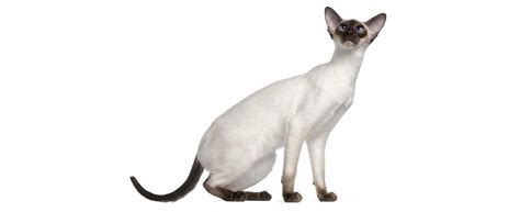 Don't miss what's happening in your neighborhood. Siamese Kittens For Sale Craigslist Rochester Ny