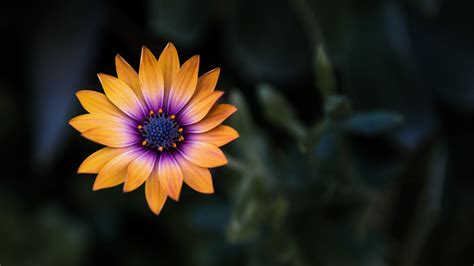 1920x1080 Bright Orange Purple Flower 8k Laptop Full Hd